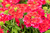 Verbena hybrid, pink