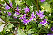 Scaevola aemula, purple