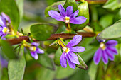 Scaevola aemula, purple