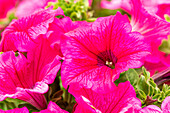 Petunia, pink