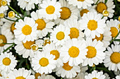 Argyranthemum frutescens, white