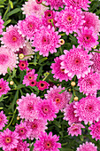 Argyranthemum frutescens, pink