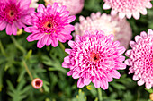 Argyranthemum frutescens double, pink