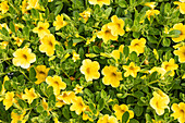 Calibrachoa, yellow