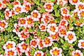 Calibrachoa, pink-red