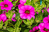 Calibrachoa, pink