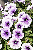 Petunia, violett-weiß