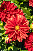 Dahlia x hortensis, red