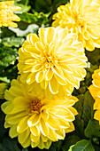 Dahlia x hortensis, yellow