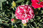 Dianthus caryophyllus, rosa