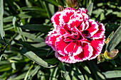 Dianthus caryophyllus, rosa-rot