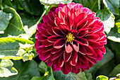 Dahlia x hortensis, dark red