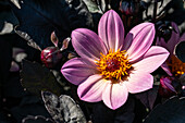 Dahlia x hortensis, rosa