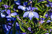 Lobelia erinus, blue