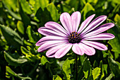 Osteospermum ecklonis