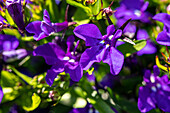Lobelia erinus, violett
