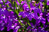 Lobelia erinus, violet