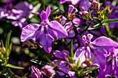 Lobelia erinus, rosa