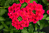 Verbena hybrid, pink-red