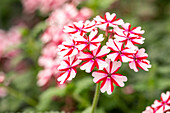 Verbena Hybride, weiß-rot