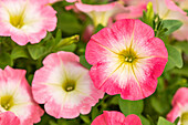 Petunia, rosa-weiß