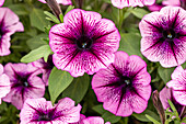 Petunia, pink-red