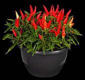 Capsicum annuum var. minimum, red