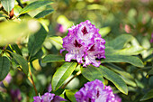 Rhododendron 'Blue Ensign'