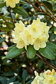 Rhododendron 'Goldinetta'®