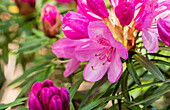 Rhododendron ponticum 'Graziella'