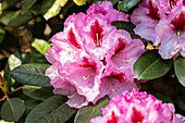 Rhododendron 'Diadem'