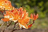 Rhododendron 'Rochenbon'