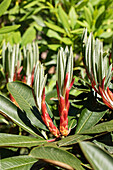 Rhododendron traillianum