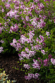 Syringa meyeri 'Palibin'