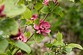 Calycanthus x raulstonii 'Hartlage Wine'