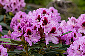 Rhododendron 'Kabarett'®