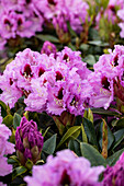 Rhododendron 'Kabarett'®