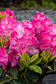 Rhododendron 'Germania'®