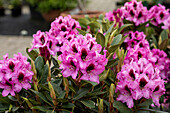 Rhododendron 'Kokardia'®