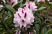 Rhododendron 'Herbstfreude'