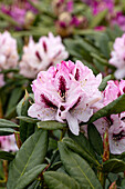 Rhododendron 'Herbstfreude'