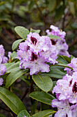 Rhododendron 'Blue Peter'