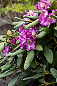 Rhododendron 'Anatevka'