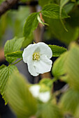 Rhodotypos scandens