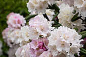 Rhododendron yakushimanum 'Snowcloud'