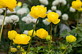 Trollius x cultorum 'Lemon Supreme'