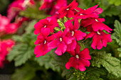 Verbena 'Estrella™ Merlot Impr.'