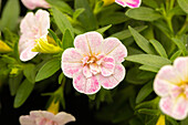 Calibrachoa 'Chameleon® Double Tickled Pink'