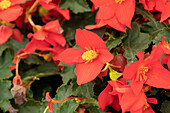 Begonia boliviensis 'Shine Bright™ Red'