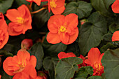 Begonia x tuberhybrida 'Riseup™ Hot & Spicy'